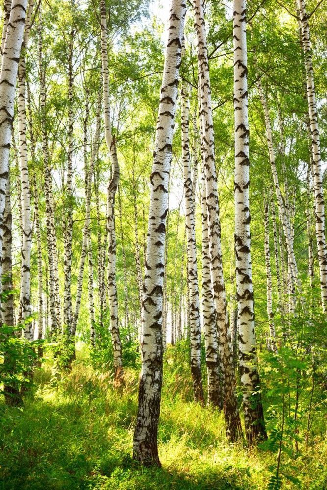 Fototapeta Lato w brzozowym lesie