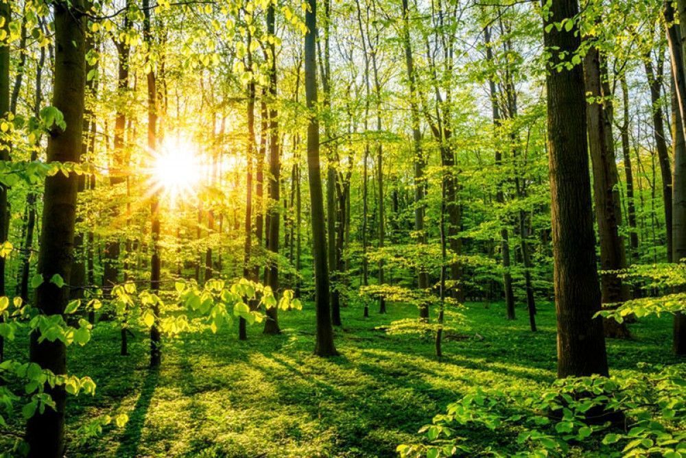 Fototapeta Wiosenny las w blasku słońca