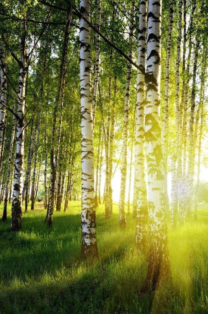 Fototapeta Brzozy w letnim lesie
