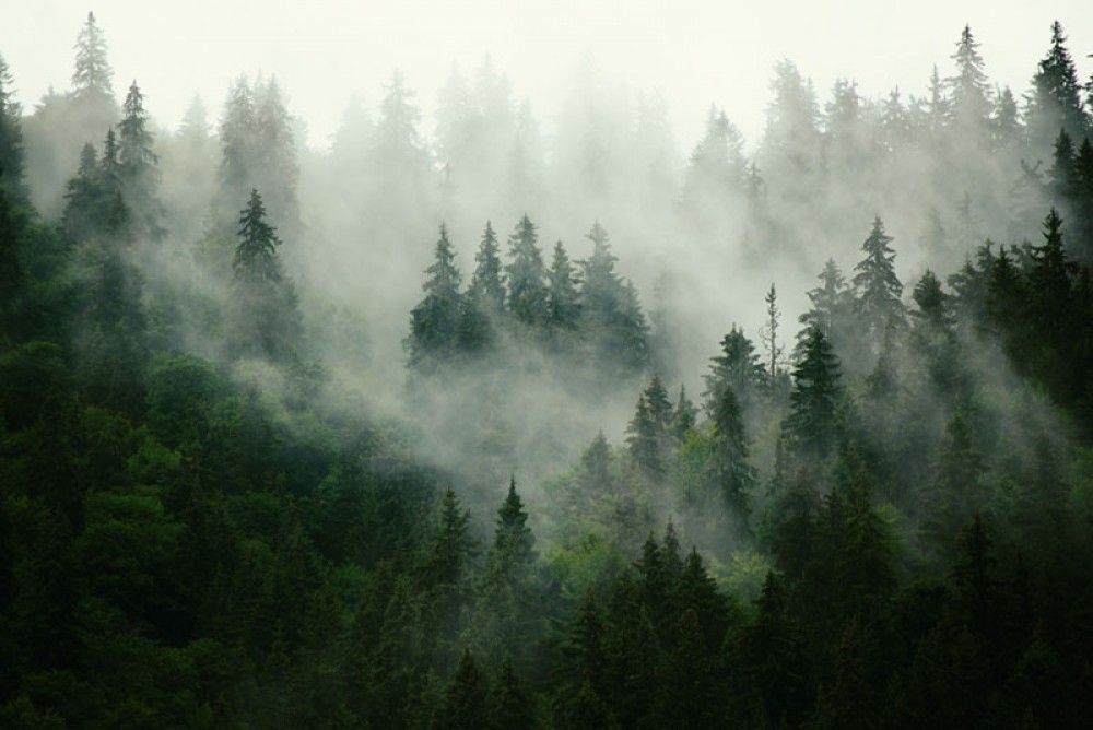 Fototapeta Jodłowy las we mgle