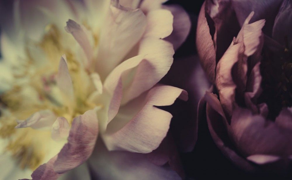 Fototapeta Piwonie w stylu vintage, zbliżenie