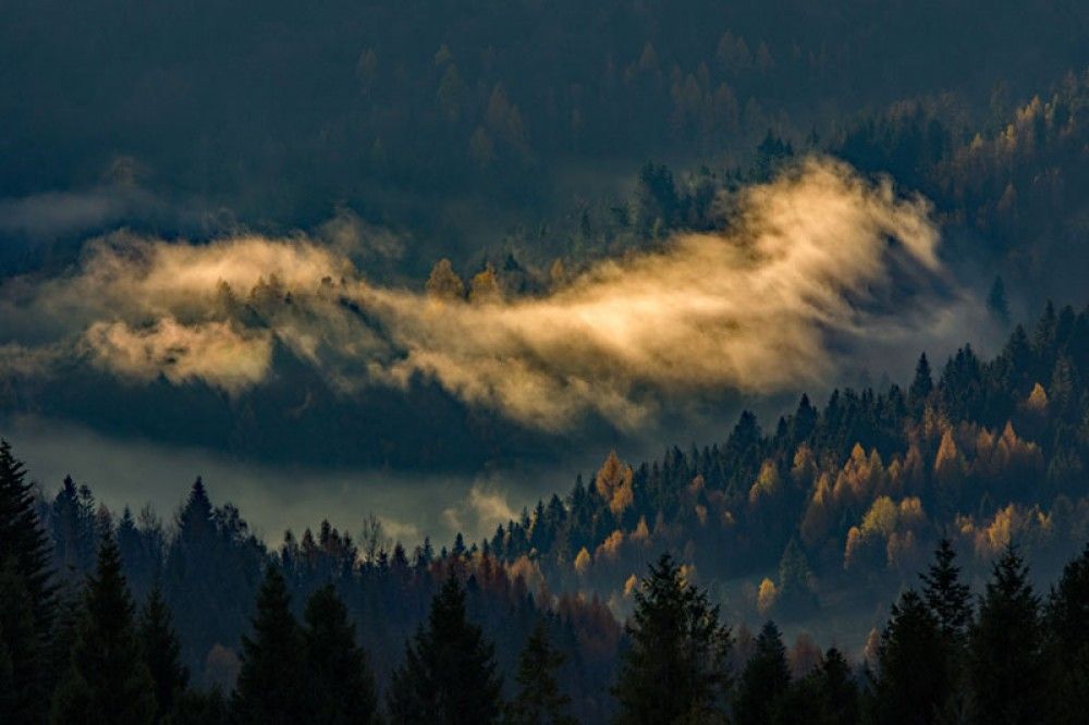 Fototapeta Jesienny las w chmurze