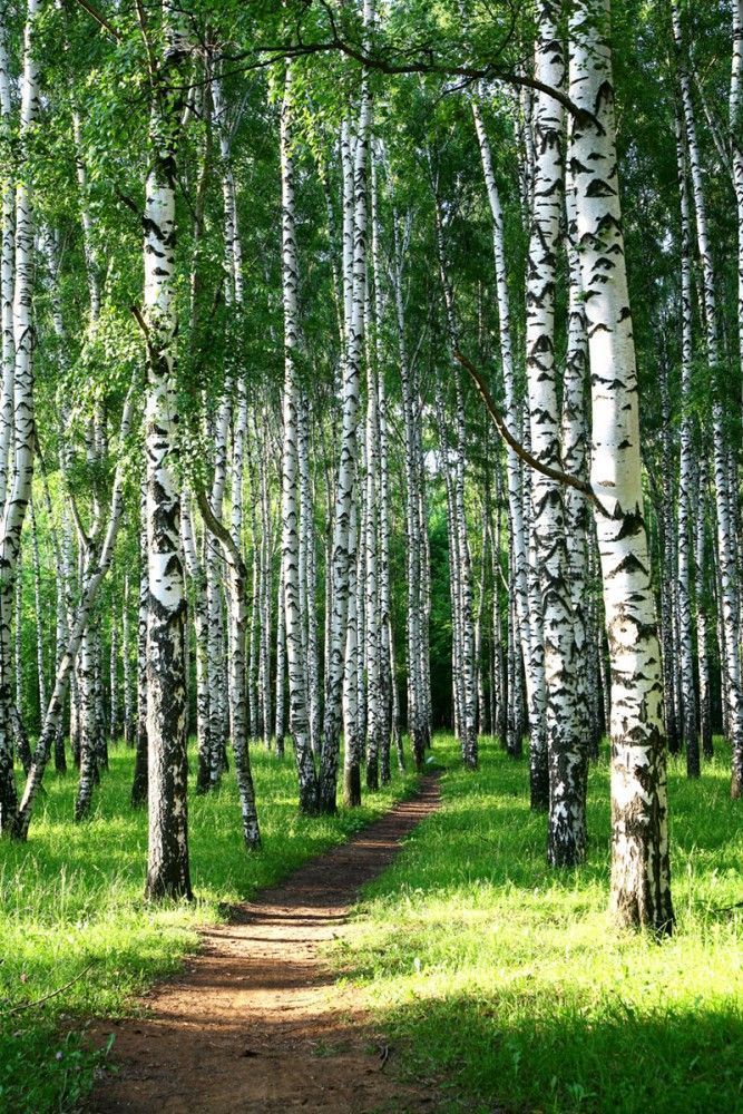 Fototapeta Ścieżka w brzozowym lesie