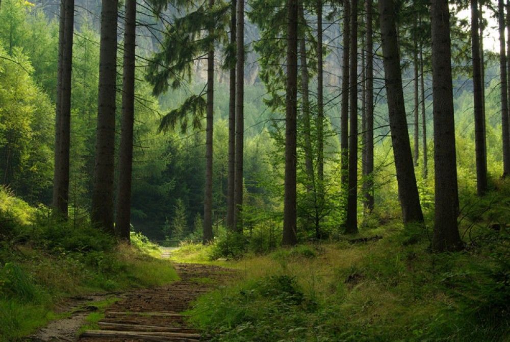  Piękny las ze ścieżką