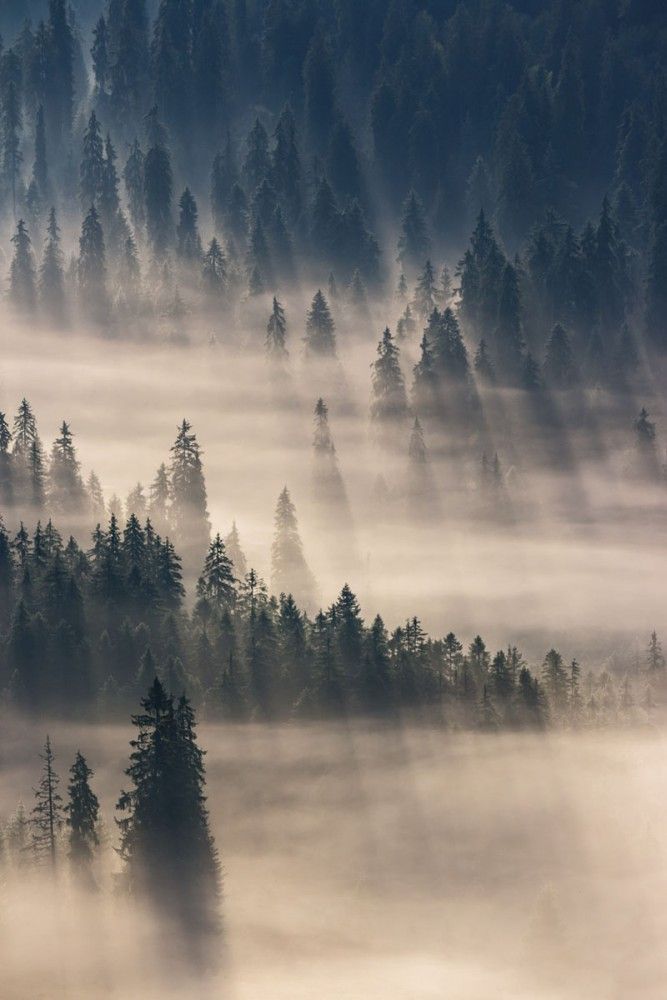  Las w gęstej mgle