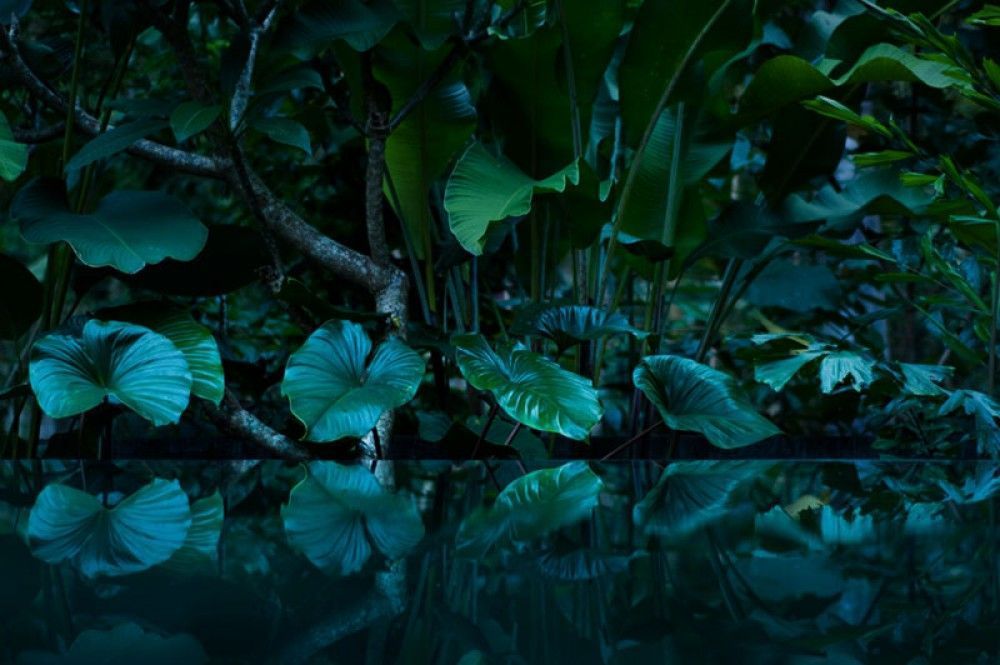  Tropikalny las deszczowy z lustrem wody