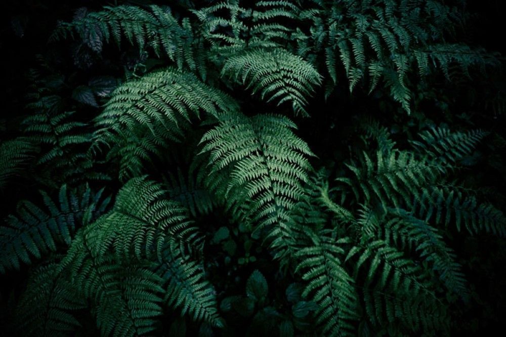 Fototapeta Paprocie w lesie