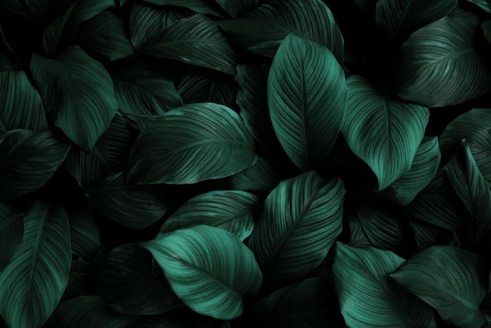 Fototapeta Tropikalne Liście z efektem trójwymiaru