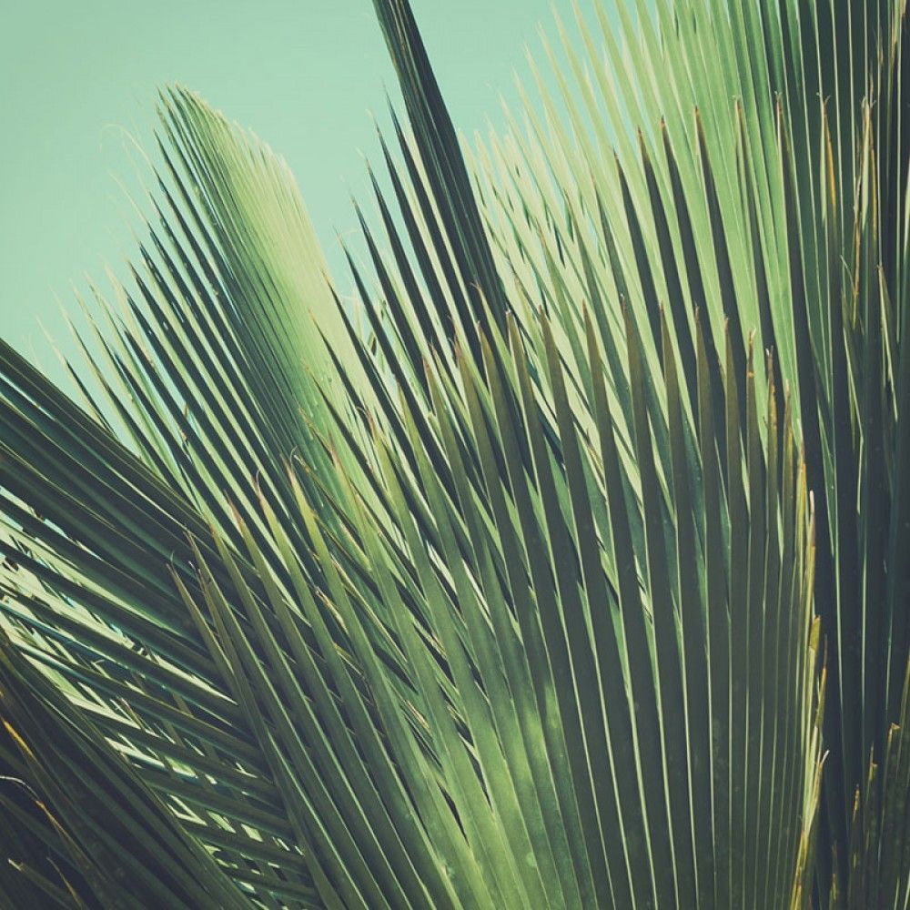  Tropikalne Liście palmowe w stylu vintage
