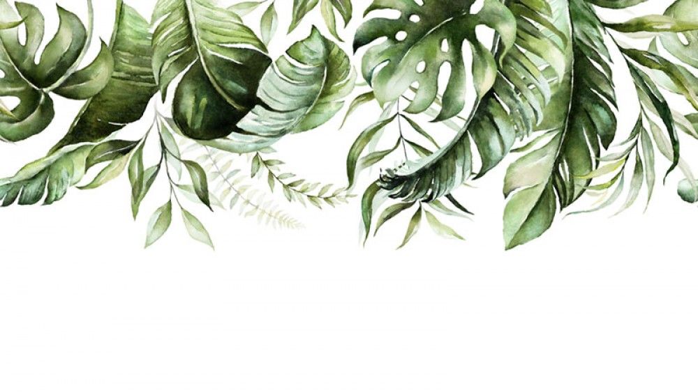 Fototapeta Zielone tropikalne liście na białym tle