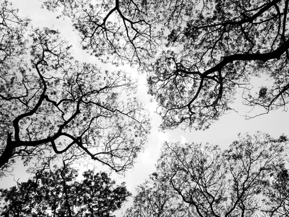 Fototapeta Czarne gałęzie drzew na tle nieba