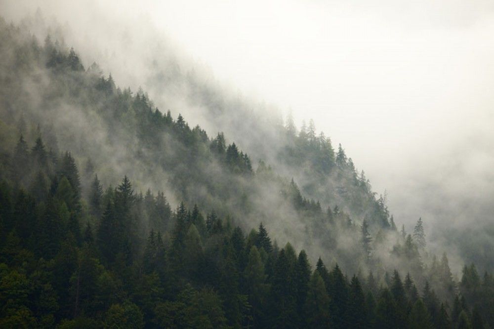 Fototapeta Las na wzgórzu we mgle