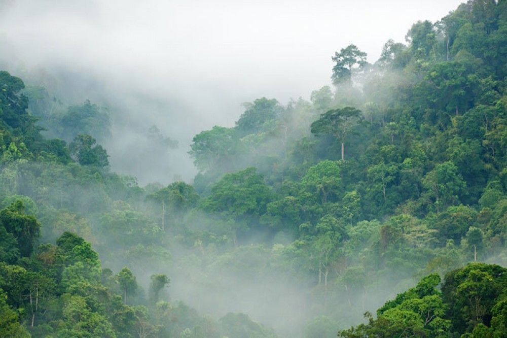 Fototapeta Poranna mgła w lesie deszczowym