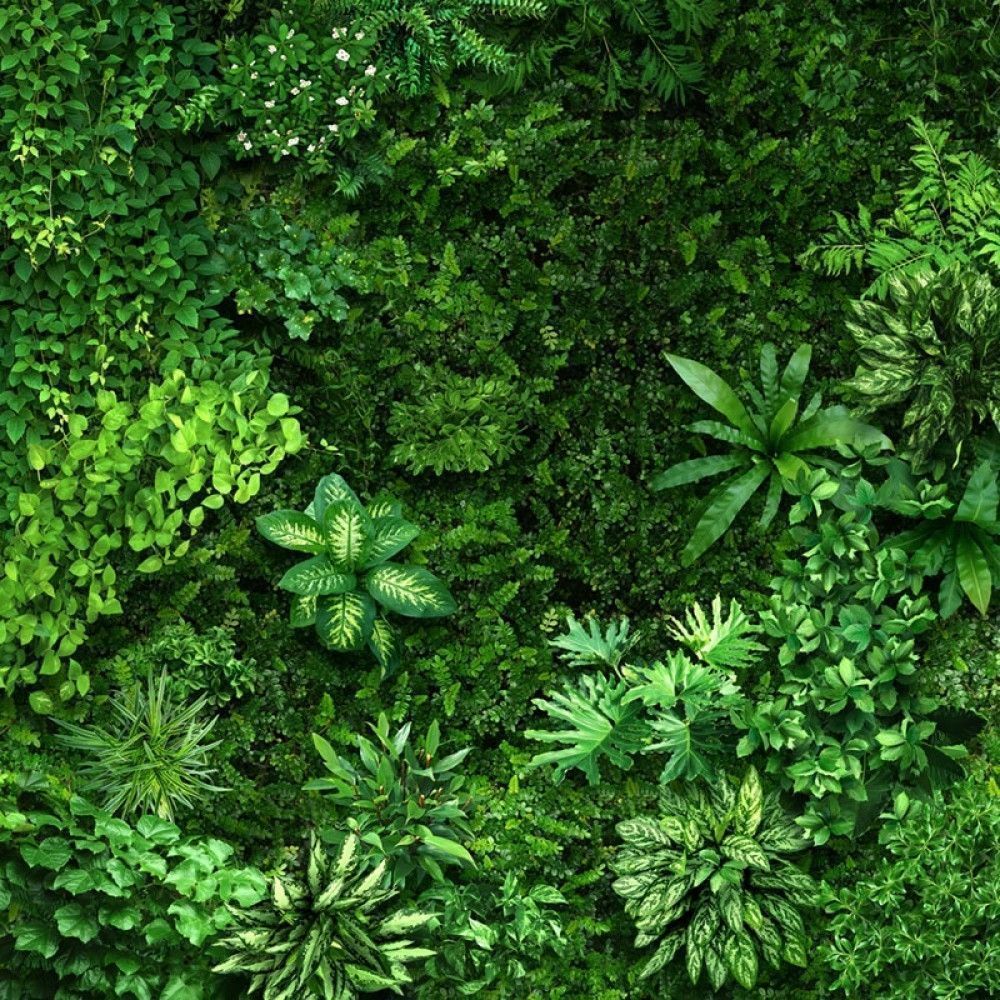  Ściana bujnych zielonych roślin