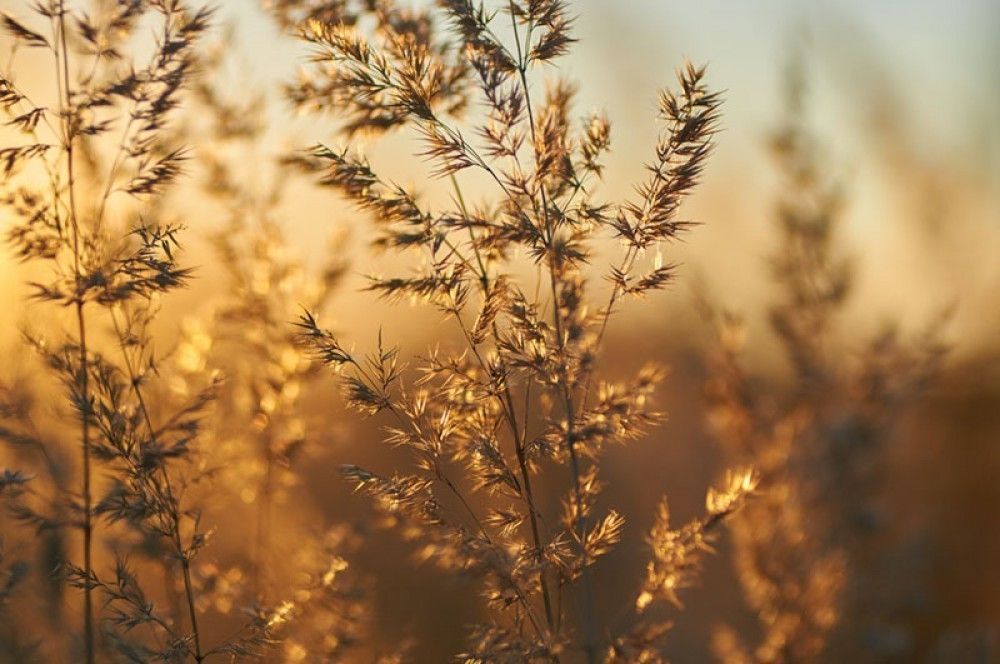 Fototapeta Malownicze trawy w zachodzącym słońcu 