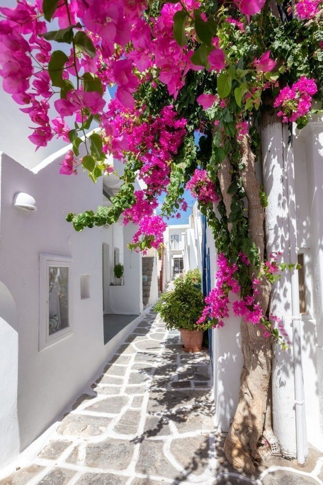  Biały grecki dom z kwiatami oleandrów