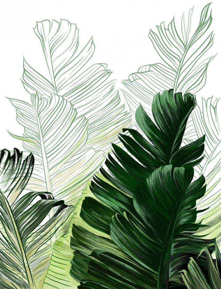 Fototapeta Malowane bananowe i tropikalne liście na białym tle