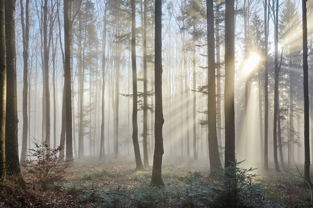 Fototapeta  Promienie słońca przez mglisty las