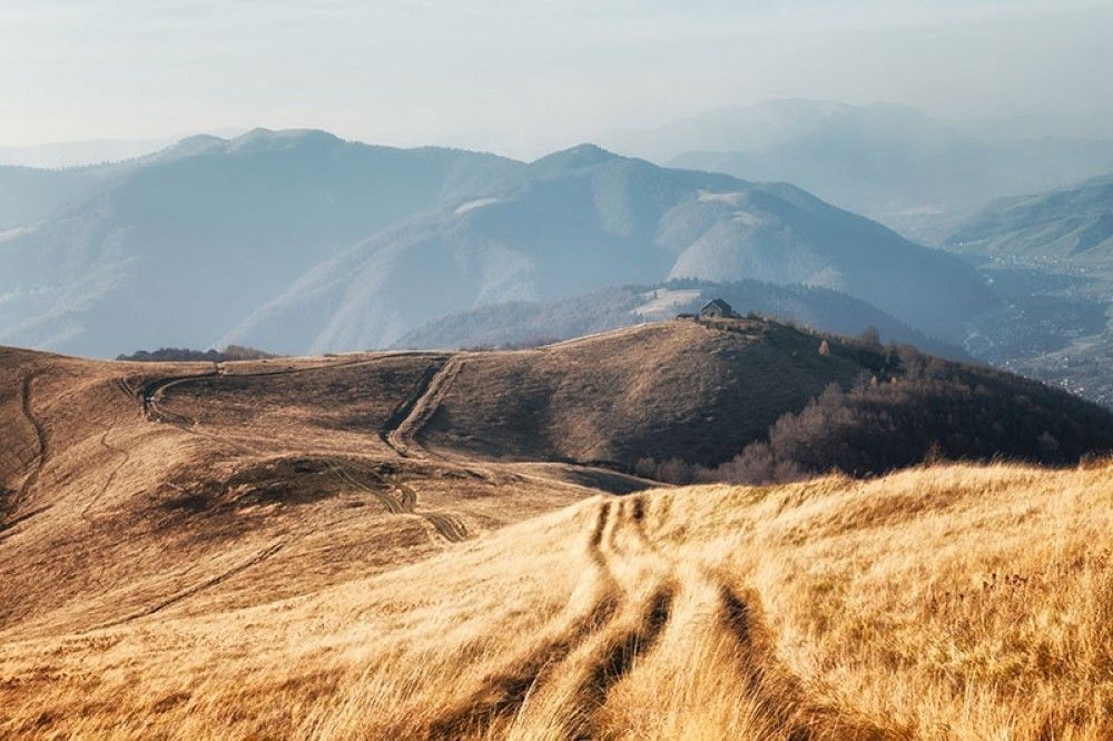 Fototapeta Żółta trawa  na wietrze w jesiennych górach