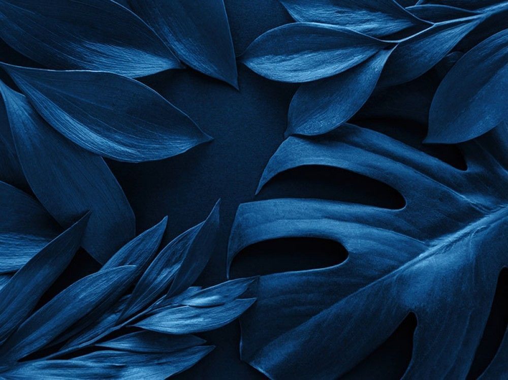 Fototapeta liście monstera w niebieskim kolorze