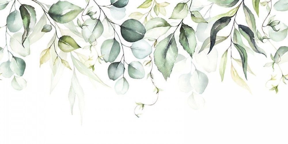 Fototapeta Zielone gałązki i liście na białym tle