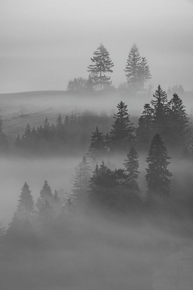 Naklejka na meble Pienińskie lasy we mgle