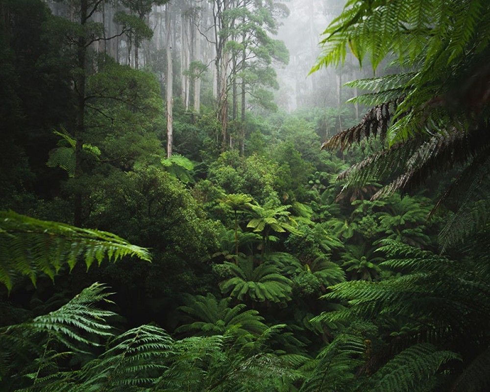  Bujny las deszczowy z poranną mgłą