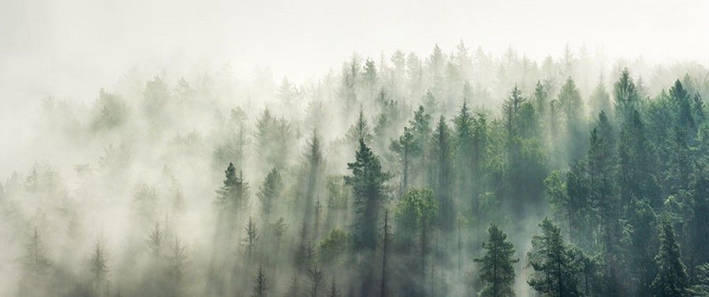 Naklejka na meble Panoramiczny widok na las z poranną mgłą