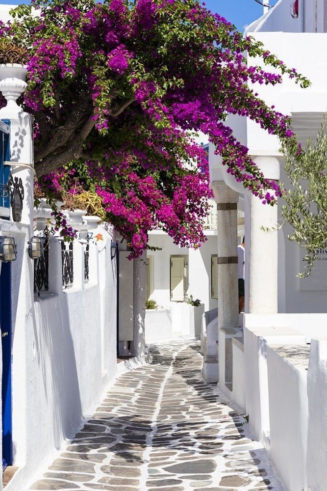 Fototapeta Biała uliczka grecka z kwiatami