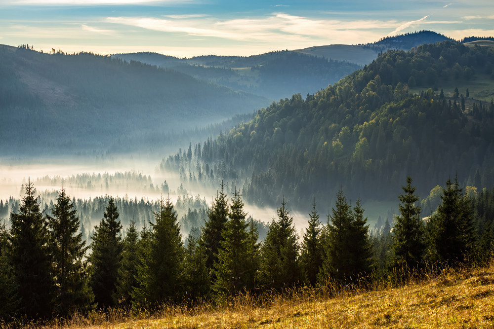  Górska dolina we mgle za świerkami