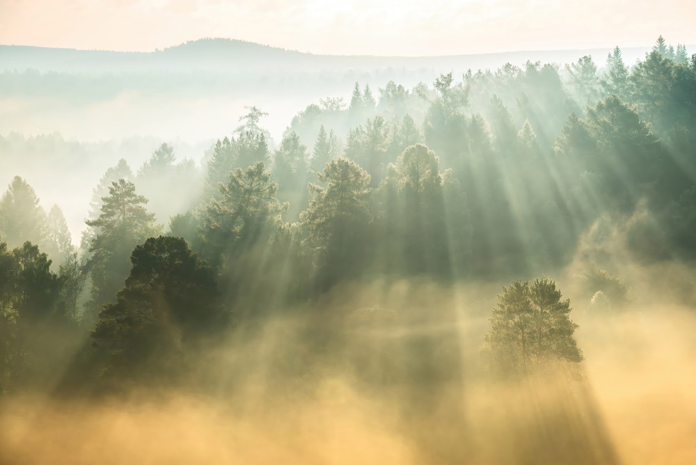 Fototapeta Promienie słońca nad koronami drzew we mgle