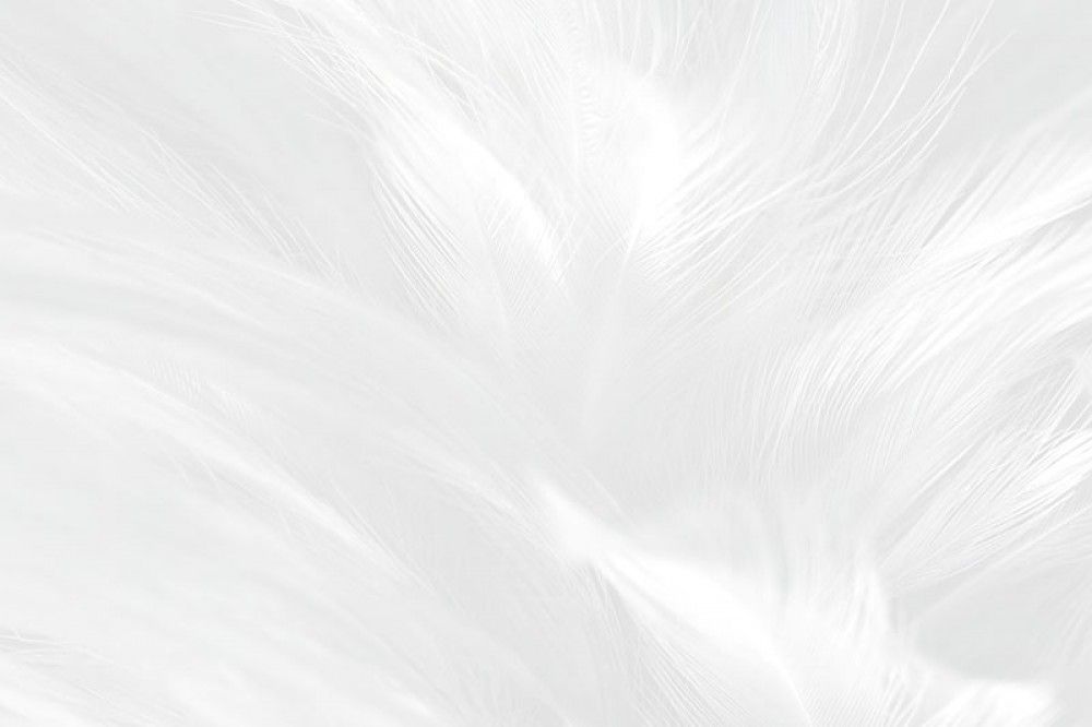Fototapeta Białe pióra