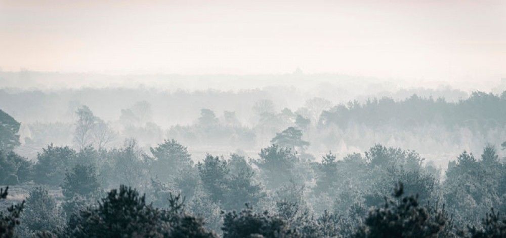  Sosnowy zimowy las we mgle