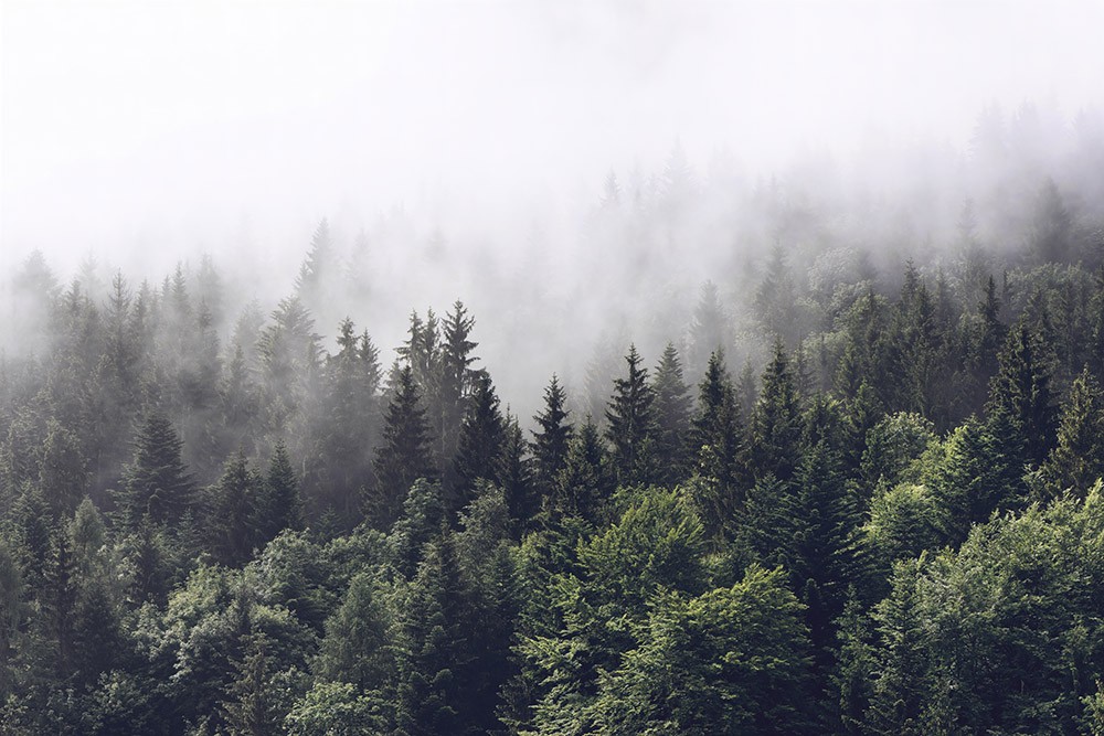  Las na wzgórzu w chmurze