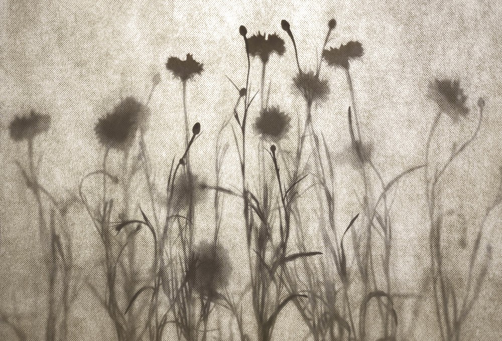 Fototapeta Dzikie kwiaty na łące