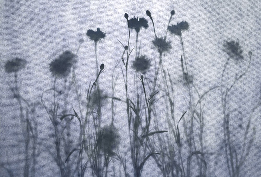Fototapeta Dzikie kwiaty na łące