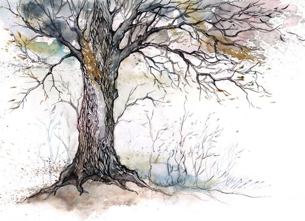 Fototapeta Stare Drzewo Ilustracja