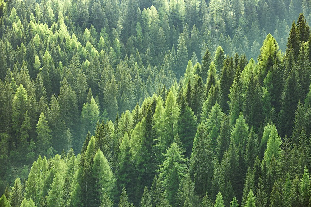Naklejka na meble Zielony las