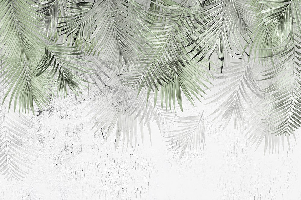 Fototapeta Liście palmy na betonowej ścianie
