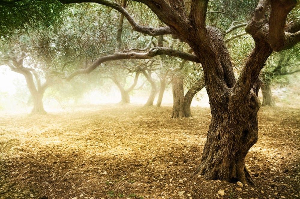 Fototapeta Stare Oliwkowe Drzewo