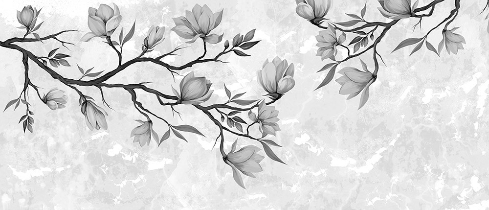 Fototapeta Szare gałązki z kwitnącymi kwiatami magnolii