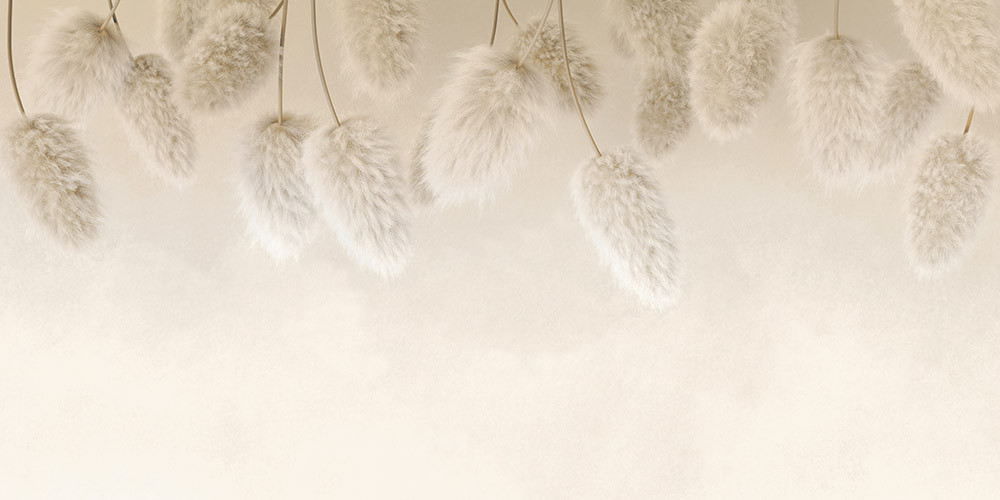 Fototapeta Puszysta trawa pampasowa