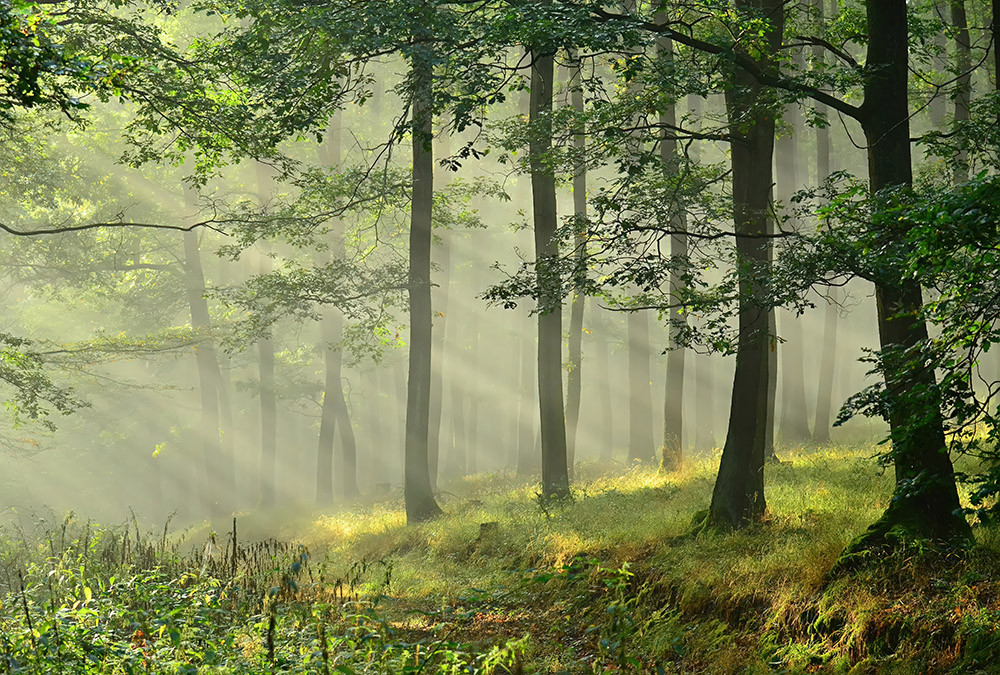 Naklejka na meble Poranek w lesie