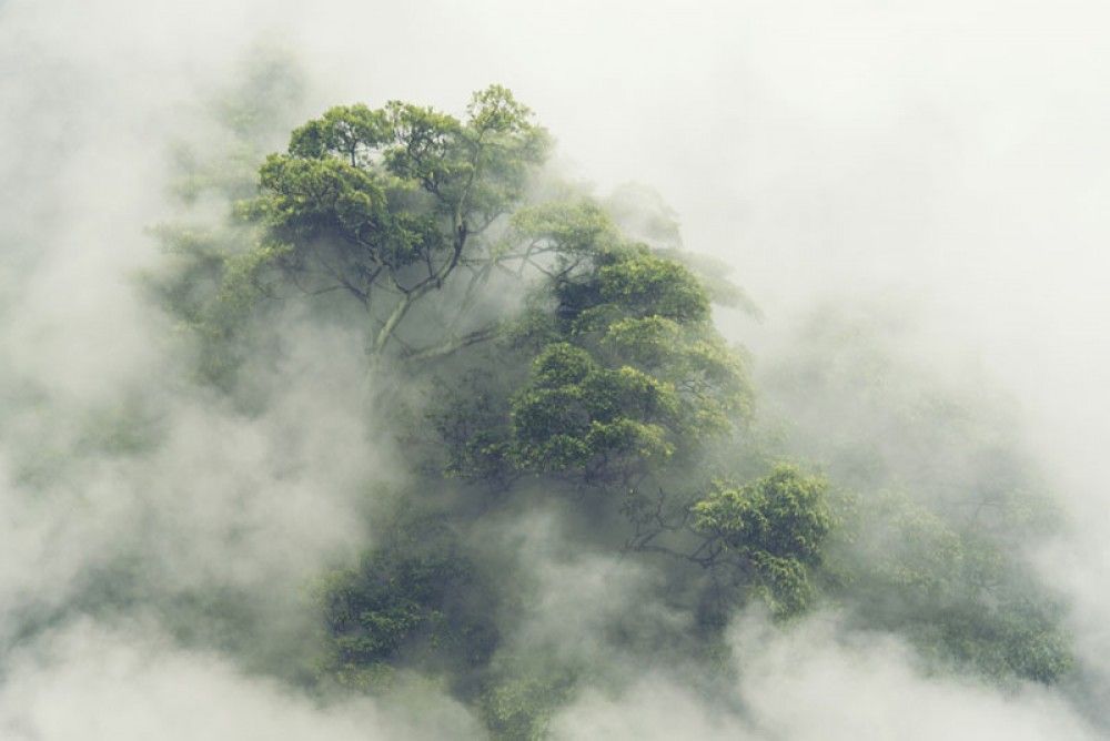 Fototapeta Tropikalne Drzewo we Mgle