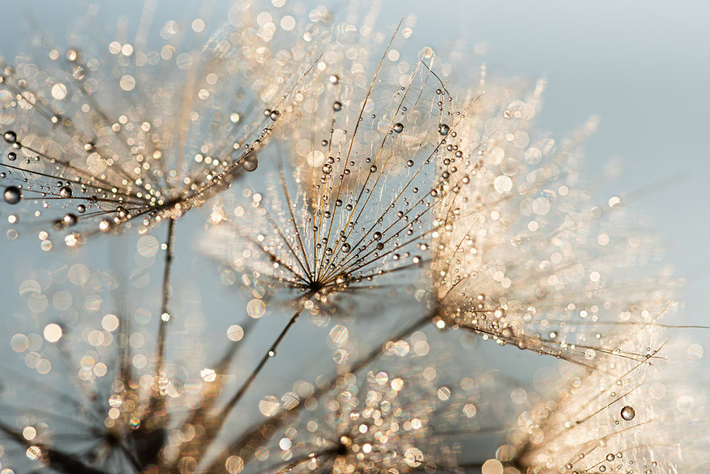  Dmuchawce w kroplach wody