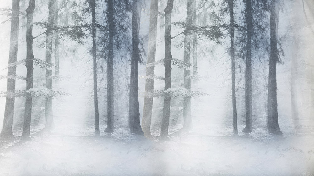 Fototapeta Mglisty las