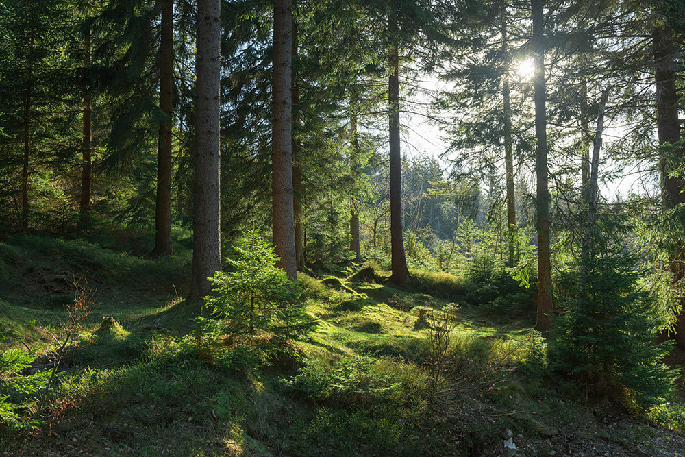  Zachodzące słońce w świerkowym lesie