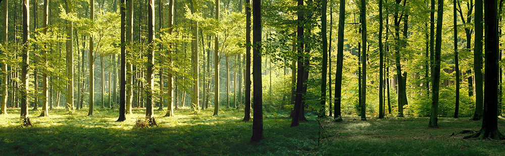 Fototapeta Bukowy las