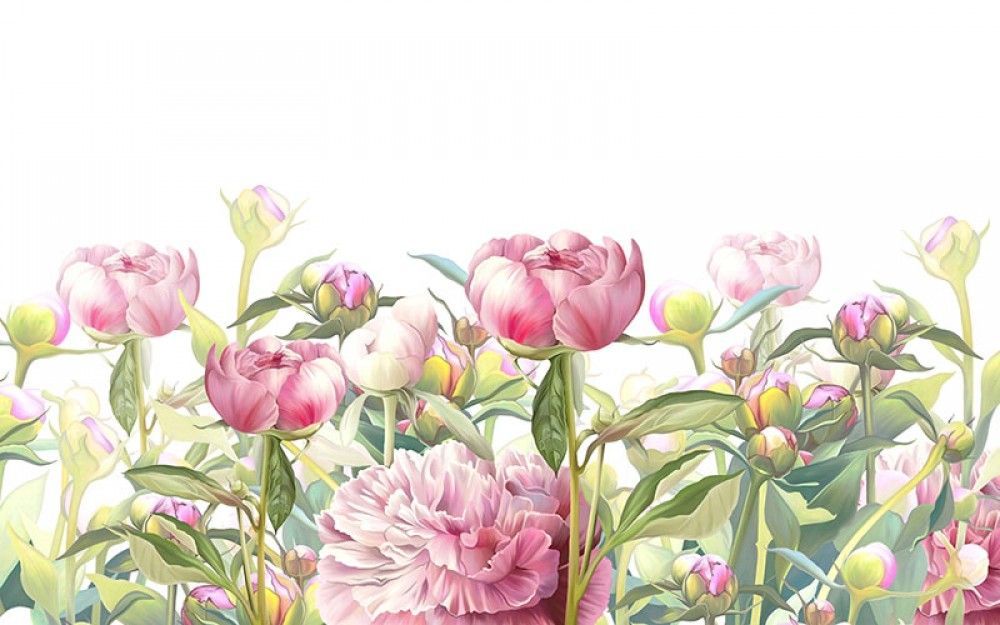  Różowe piwonie na białym tle - Ilustracja