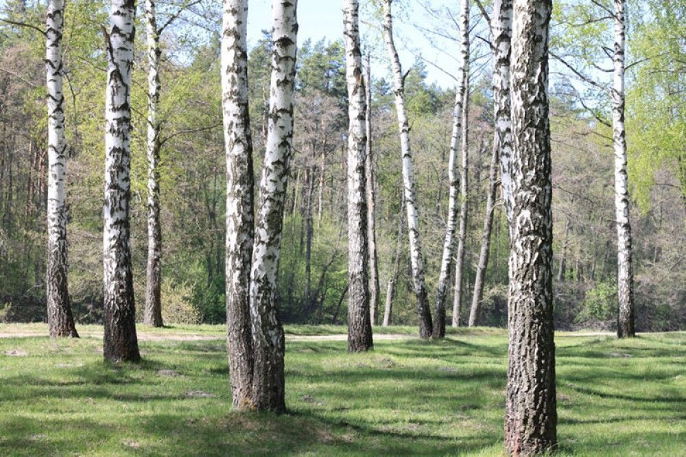 Fototapeta Piękny brzozowy las